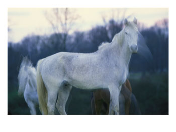 Horses - 330.jpg
