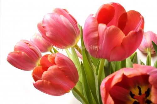 kwiaty - tapety_pulpit_pl_127_moje-tulipany.jpg