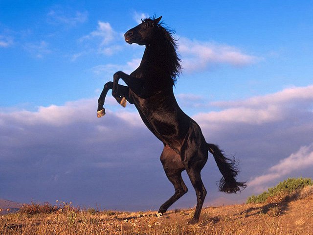 Jednorożce     i       konie - 15146.jpg