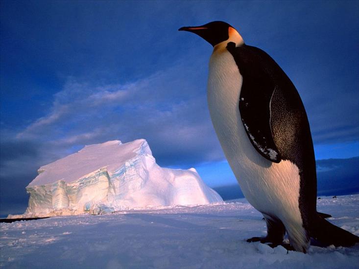 Pingwiny - emperor_penguin.jpg