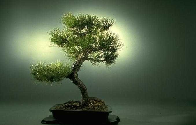 Przepiękne bonsai - 22.jpg