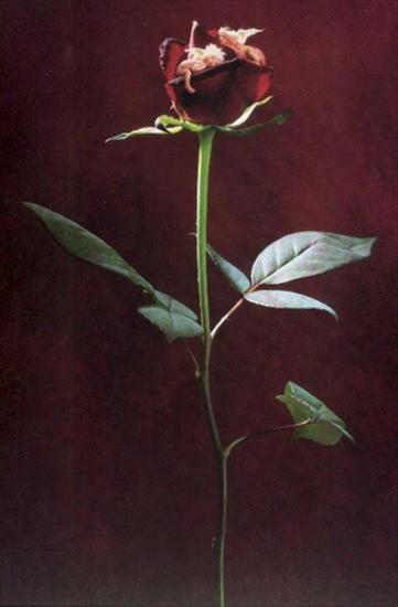 Anne Geddes - Geddes długa róża.jpg