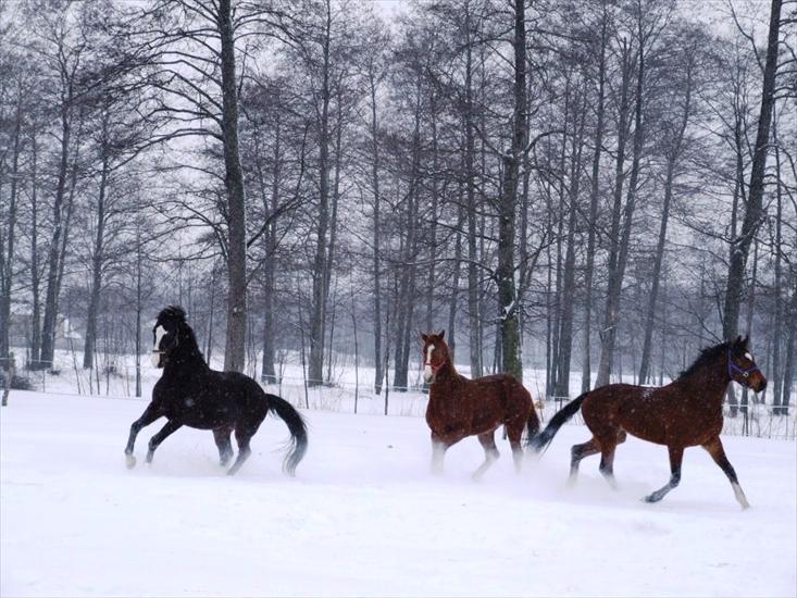 Konie - kj huzar konie zima.JPG