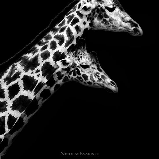  Dark ZOO by NicolasEvariste - animals_02.jpg