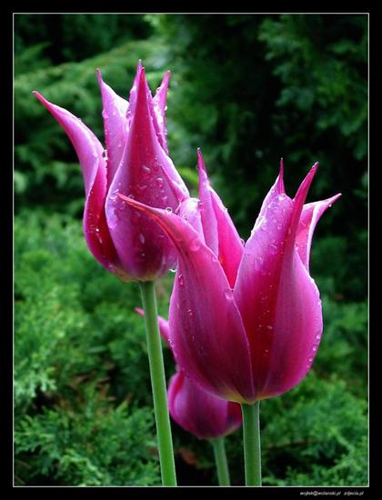wow - tulips.jpg
