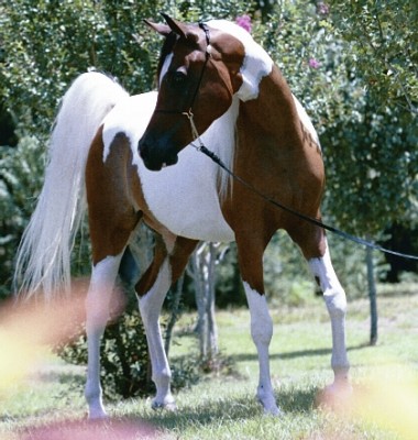 konie - 151.jpeg