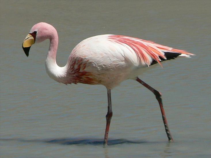 Flamingi - Flaming_krótkodzioby_jamesi.jpg