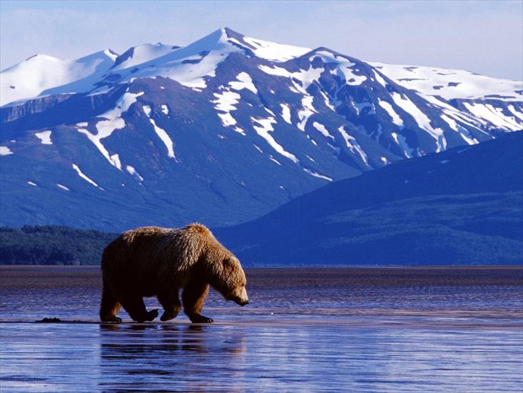 śliczne gify - Trolling-The-Landscape-Brown-Bear-Alaskaa47348.jpg