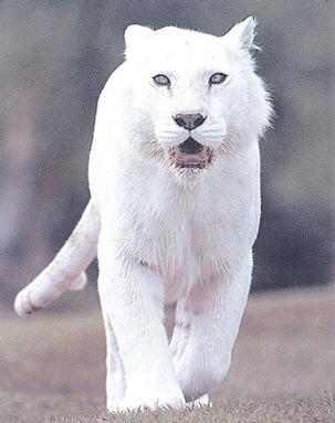 koty Fotki - Lew biały 1.jpg