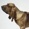 rasy psów - bloodhound.jpg