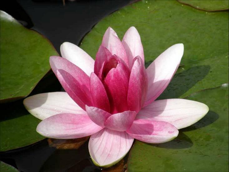 lilia wodna - nenufary - lilie wodne 1112.jpg