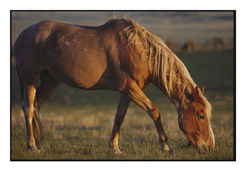 Horses - 221.jpg