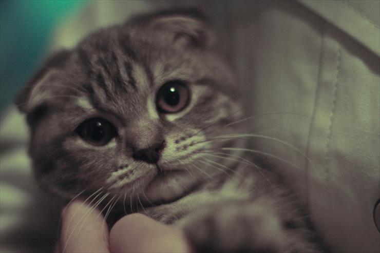 Koty - Cat_by_CuCat.jpg