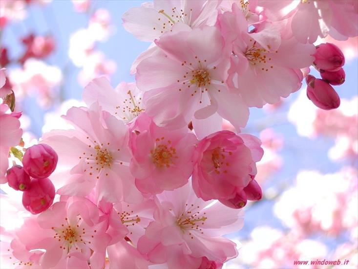 Wiosenne  krzewy - s4543_cherry_flowers-1024x768.jpg