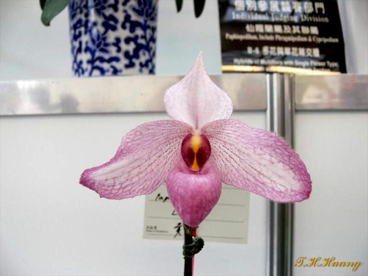 Orchidee w Tajwanie - Slajd10.JPG