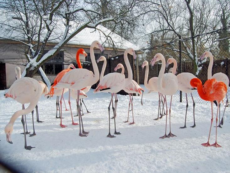 Flamingi - Flamingi_Zima.jpg