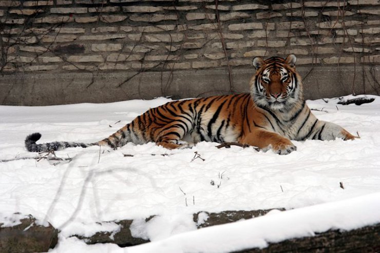 Zwierzęta - 800px-Panthera_tigris_altaica_18_-_Buffalo_Zoo.jpg