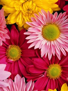 Kwiaty - Flowers.jpg