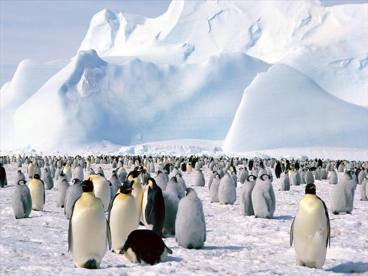 TAPETY ZWIERZĘTA - Emperor Penguins, Weddell Sea, Antarctica.jpg