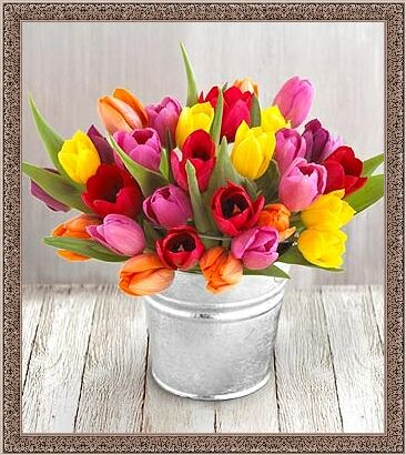 tulipany - t22.jpg