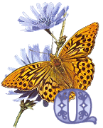 mis motyl - KKSMonarch Butterfly Q.gif