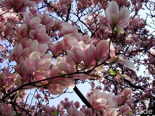 magnolie - watermark.jpg