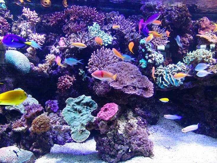 Tapety ciekawe i śmieszne - aquarium_101.jpg