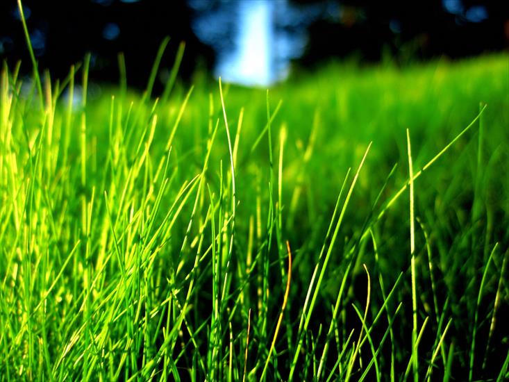 Tapety HD 1600 x 1200 - Vista_Green_Grass_on_Black_Background1.jpg