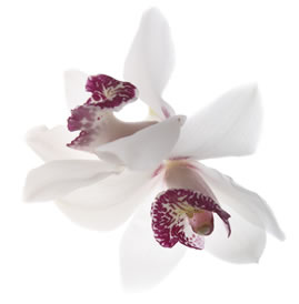 Storczyki - Orchidee1.jpg