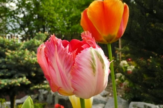 tulipan moje naj - tulipany_3238.jpg