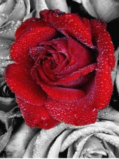 KWIATY - Red_Rose.jpg