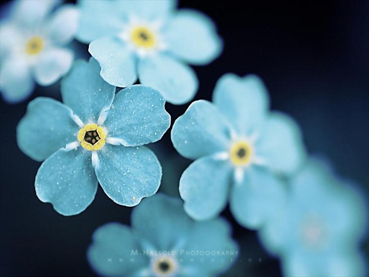 kwiaty - niebieski_kwiat.jpg