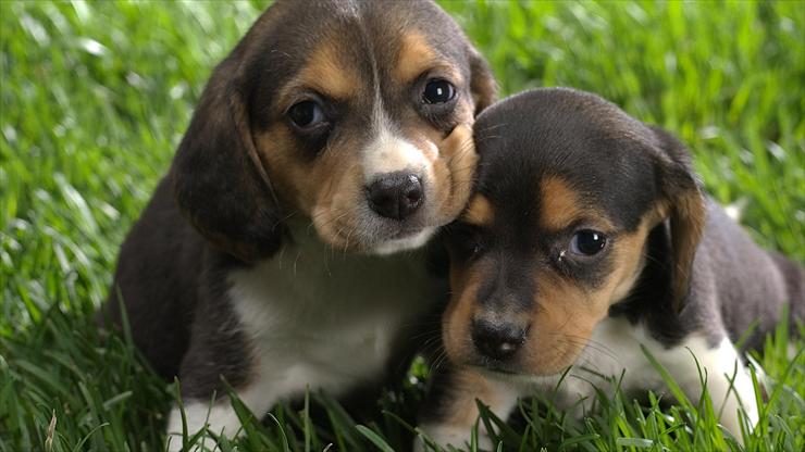 zdjęcia - Beagle Puppies.jpg