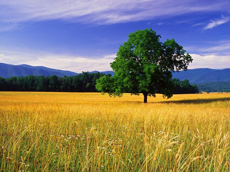 Krajobrazy - Single White Oak, Great Smoky Mountains National Park, Tennessee.jpg