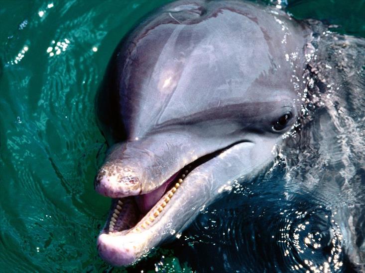 delfiny - zwierzeta153.jpg