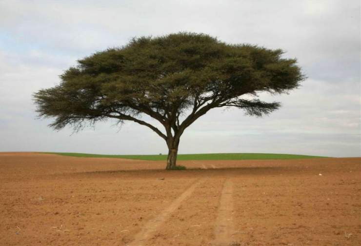 najdziwniejsze drzewa świata - 09c8a4a3bce7b4cd079e8be.jpg