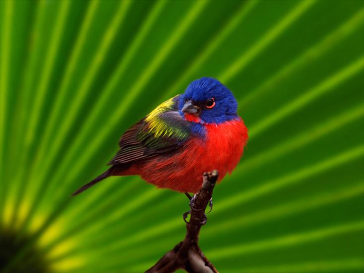 an5 - Male Painted Bunting, Everglades National Park, Florida.jpg