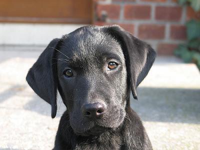 Tapety - Labrador-Retriever-Puppies.jpg