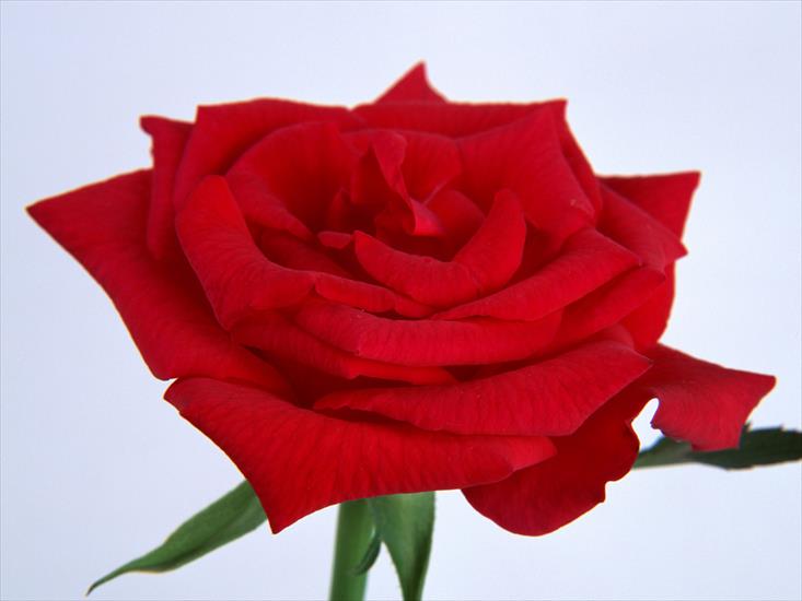 czerwone róże - open_rose_m.jpg