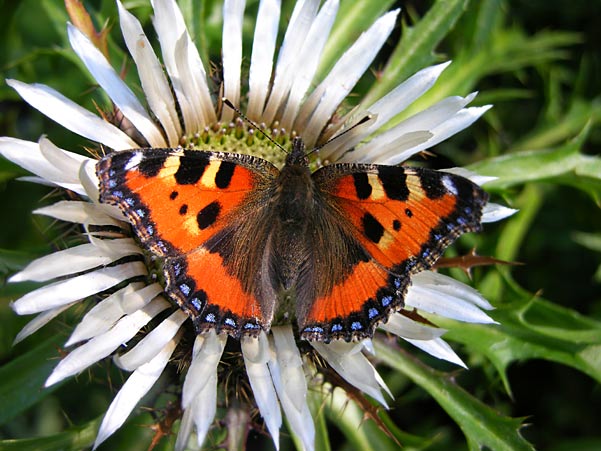 Piękne motyle - 5313__kop kop motyle.jpg