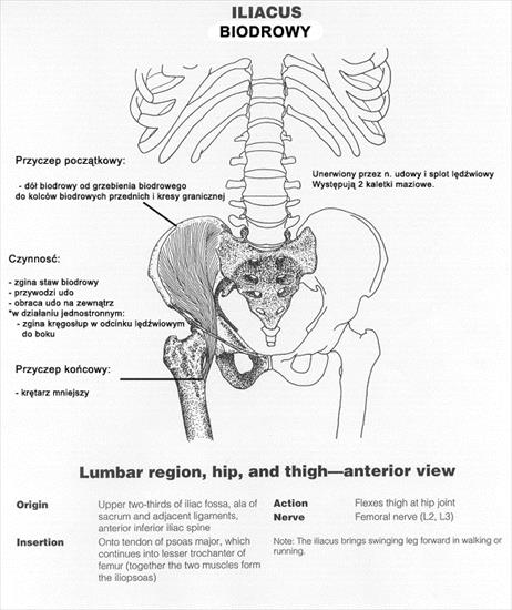 atlas - Iliacus copy.jpg