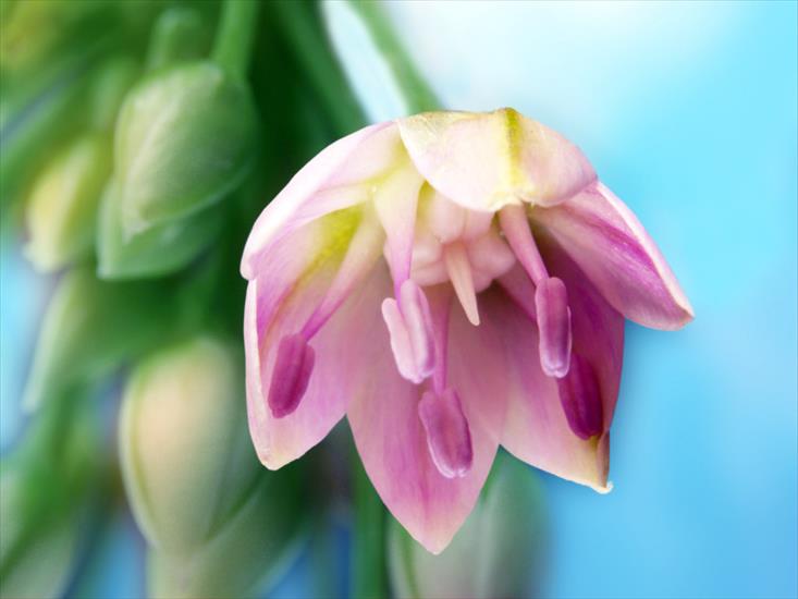 Tulipany - Nature_Flowers_Art__Flowers_008261_.jpg