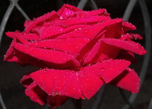 Róże - Rosa.jpeg