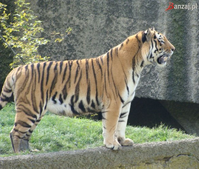 Zwierzęta - tygrysy_3.jpg