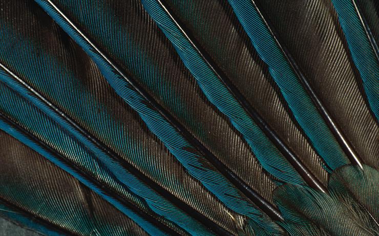 Feathers  Wings - Feathers__Wings_walls_034_1920x1200.jpg