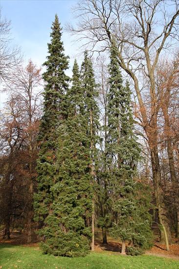 Picea omorika - Picea.omorika.6.JPG