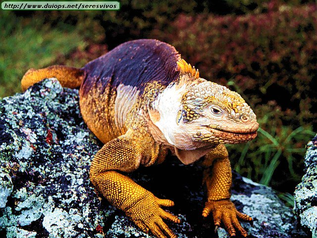 Gady, płazy reptiles  amphibians - Wildlife_Land Iguana, Galapagos Islands.jpg