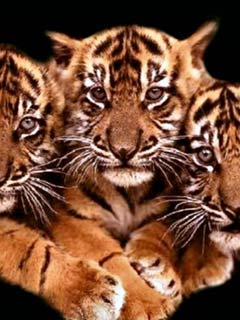 Zwierzęta - 3_Cubs.jpg