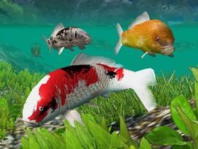wygaszacze ekranu - Koi-Fish-Pond-3D-Screensaver.jpg