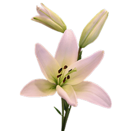 lilie - kwiatek 318.png